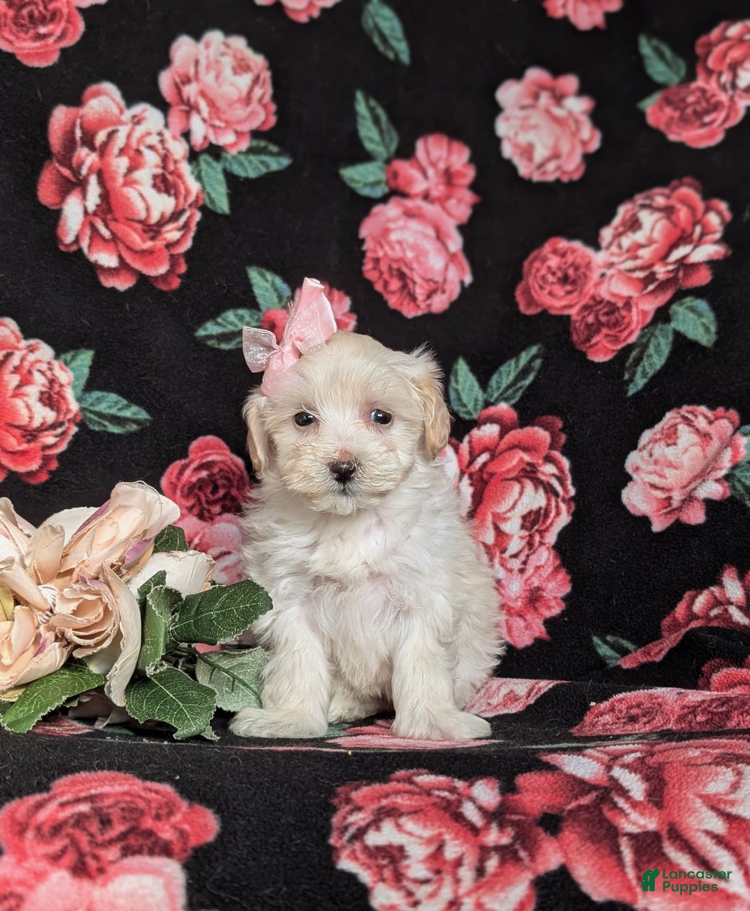 Maltipoo dogs for sale: Desiree - Ad 4