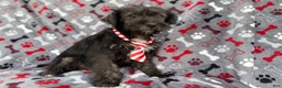 Miniature Schnauzer dogs for sale: Simon - Ad 6