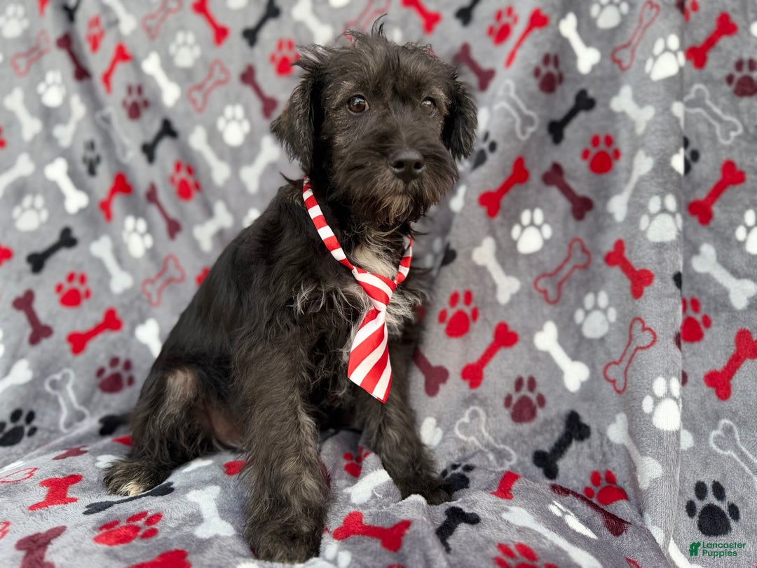 Miniature Schnauzer dogs for sale: Simon - Ad 6