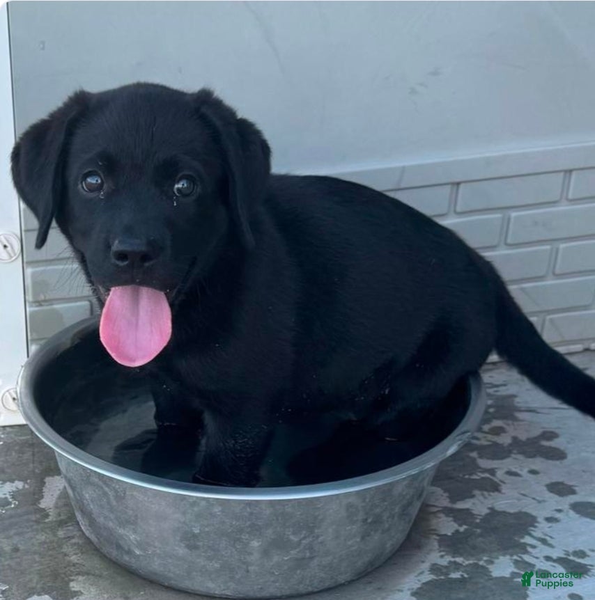 Labrador Retriever dogs Labrador Retriever 2 - Ad 13