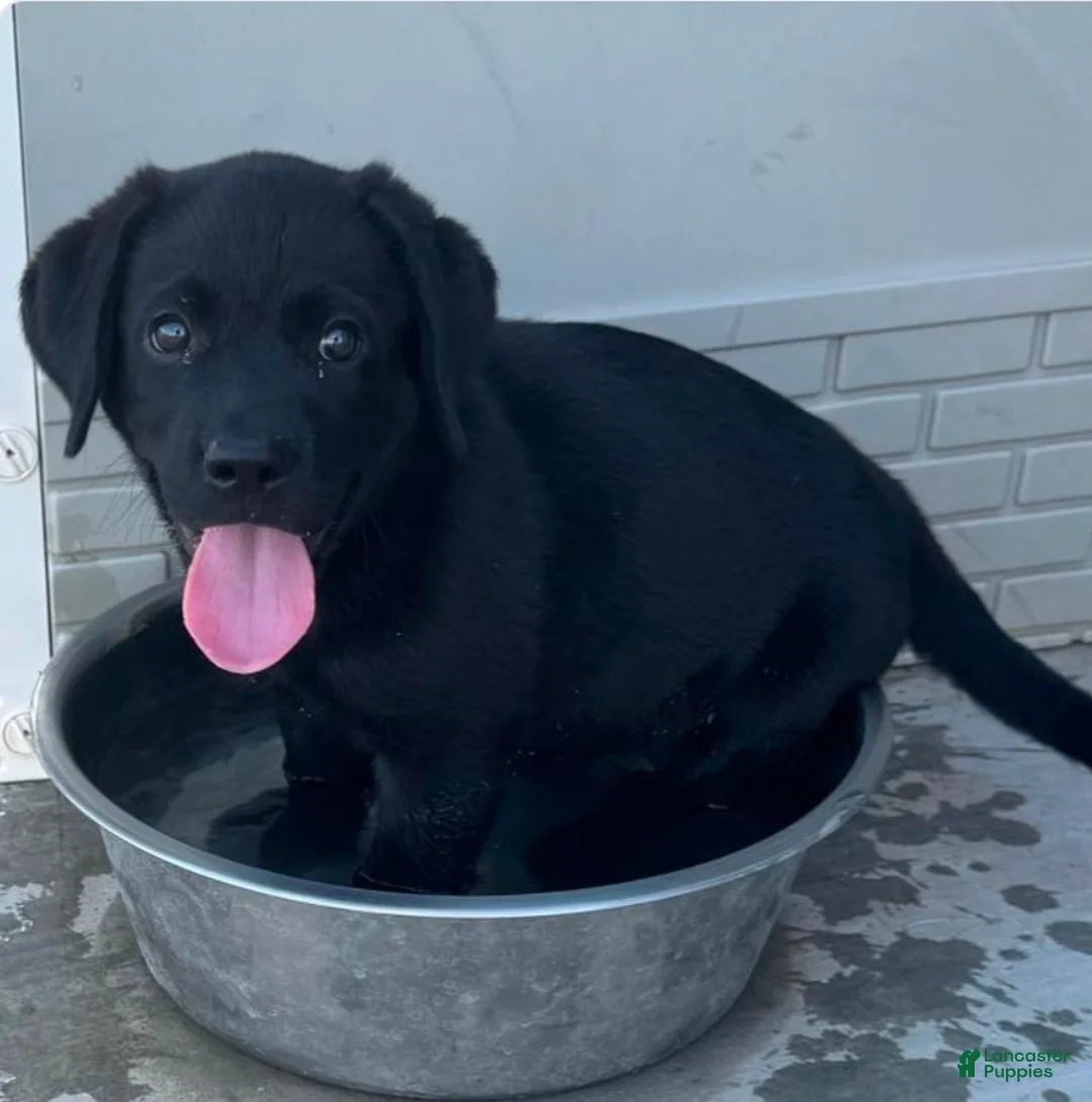 Labrador Retriever dogs for sale: Labrador Retriever 2 - Ad 1