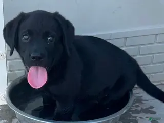 Labrador Retriever dogs Labrador Retriever 2 - Ad 28