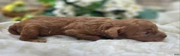 Cavapoo dogs for sale: Beetle - Ad 4