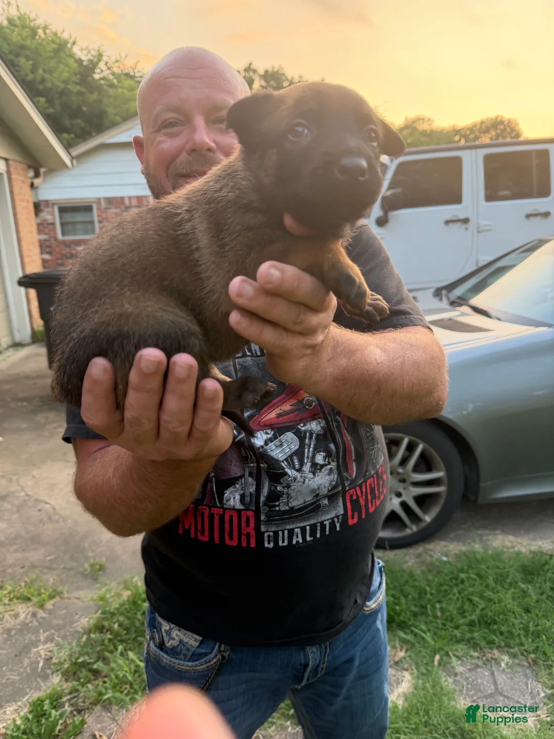 Belgian Malinois dogs for sale: Belgian Malinois 3 - Ad 1
