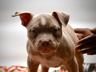 American Bulldog dogs American Bulldog Puppy 1 - Ad 1