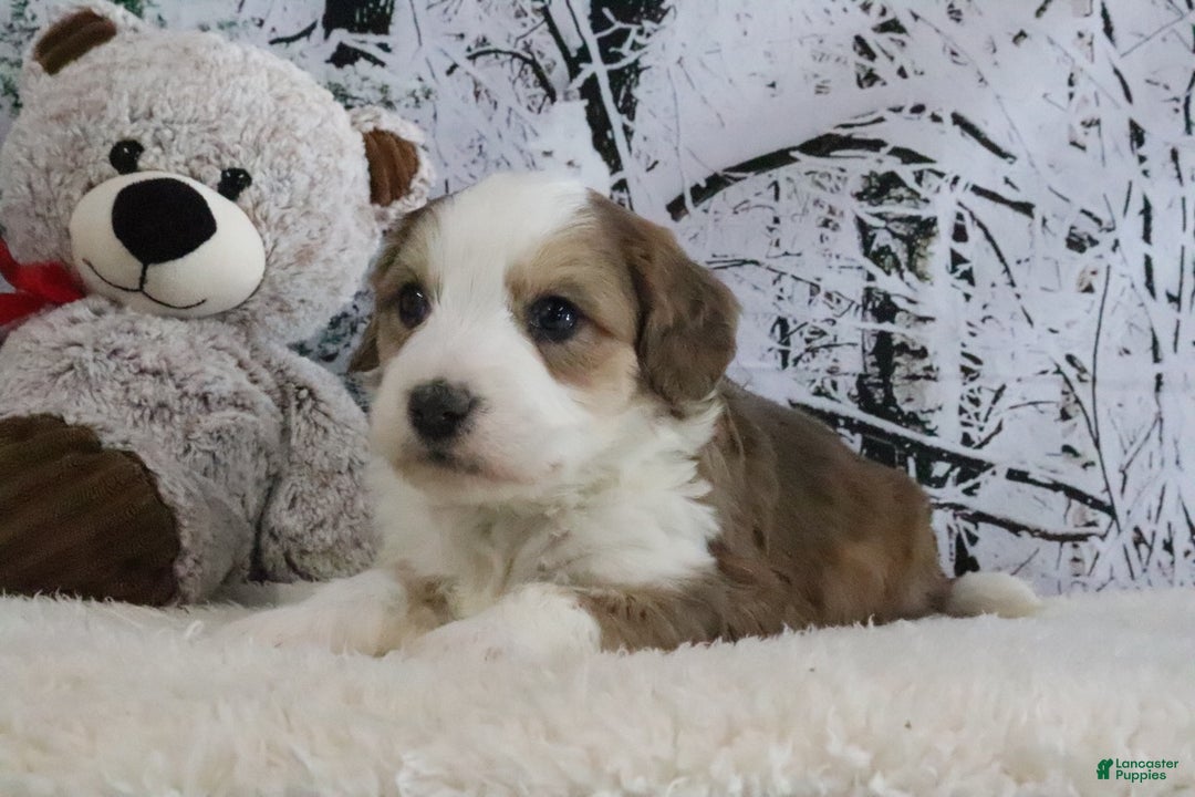 Bernedoodle dogs for sale: Scout - Ad 3