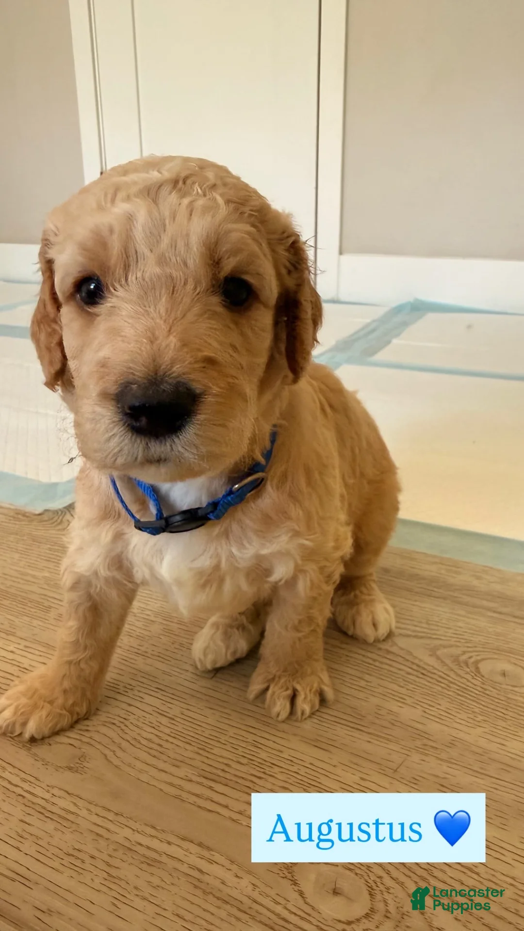 Goldendoodle dogs for sale: Augustus  - Ad 1