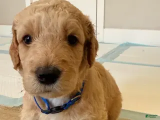 Goldendoodle dogs for sale: Augustus - Ad 3