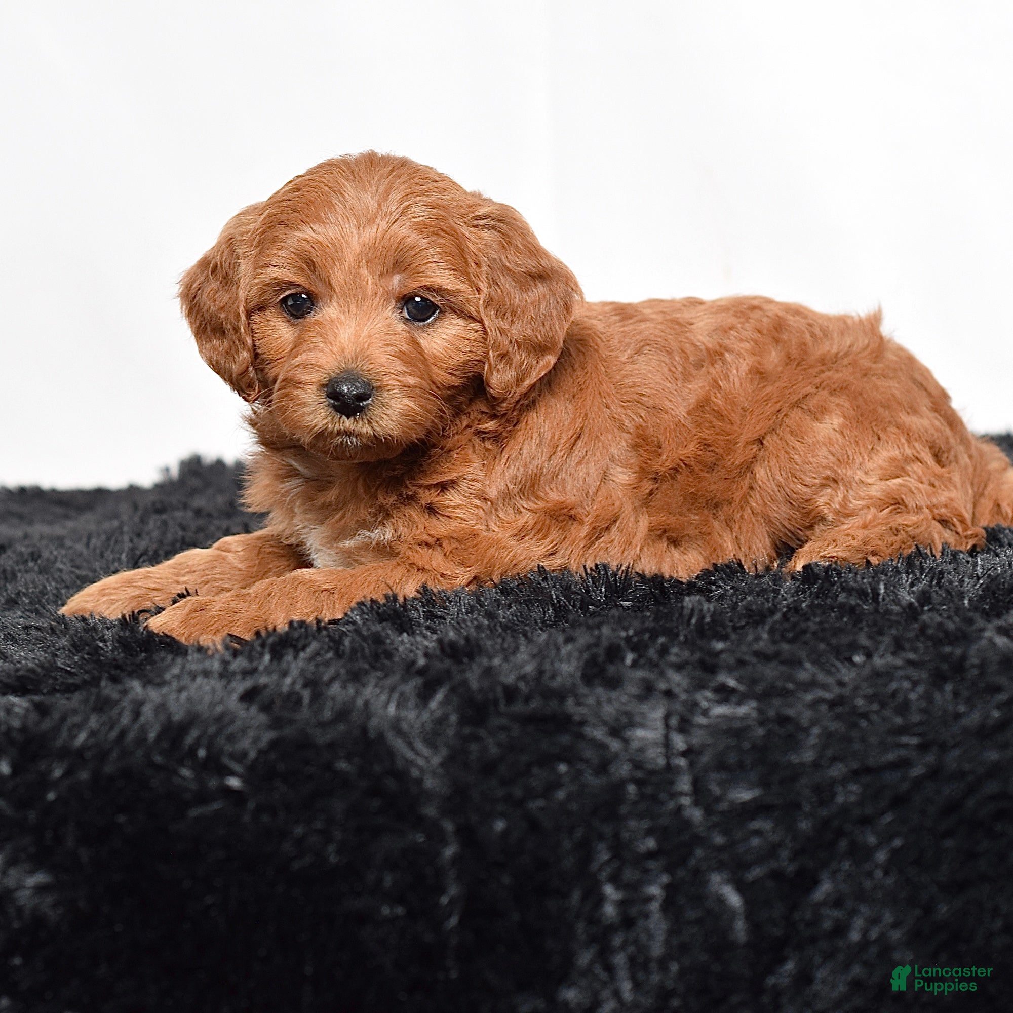 Mini Goldendoodle dogs for sale:  Macy - Ad 6