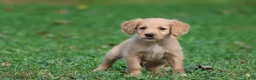 Golden Retriever dogs for sale: Maize - Ad 2