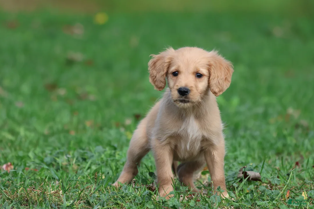 Golden Retriever dogs for sale: Maize - Ad 2