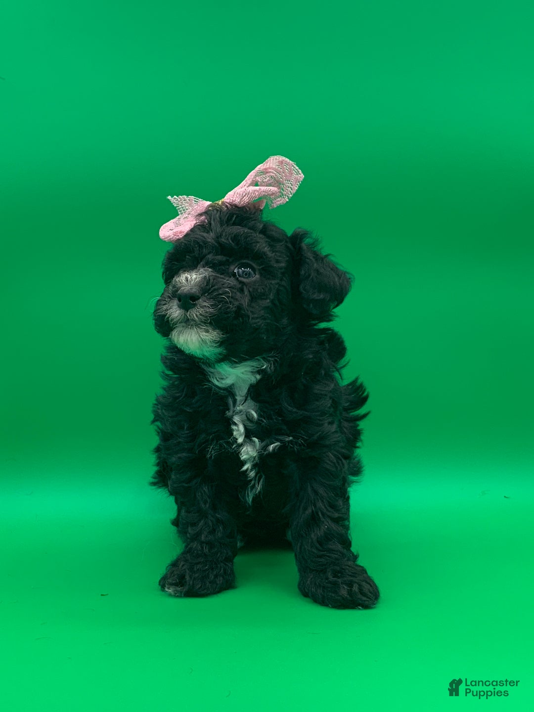 Toy Poodle dogs for sale: becky - Ad 7