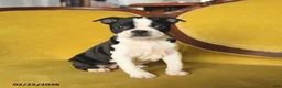Boston Terrier dogs for sale: Samantha - Ad 5