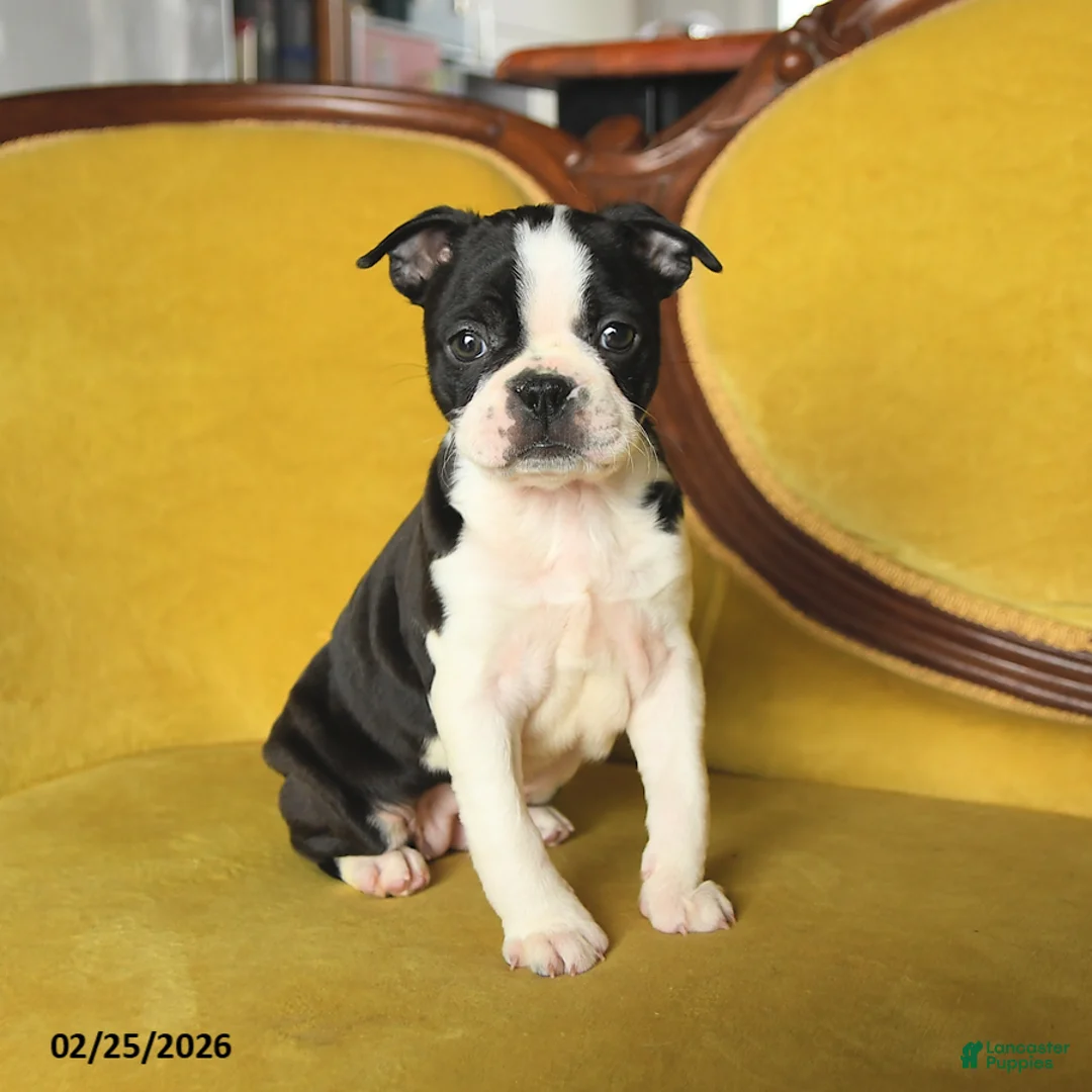Boston Terrier dogs for sale: Samantha - Ad 5