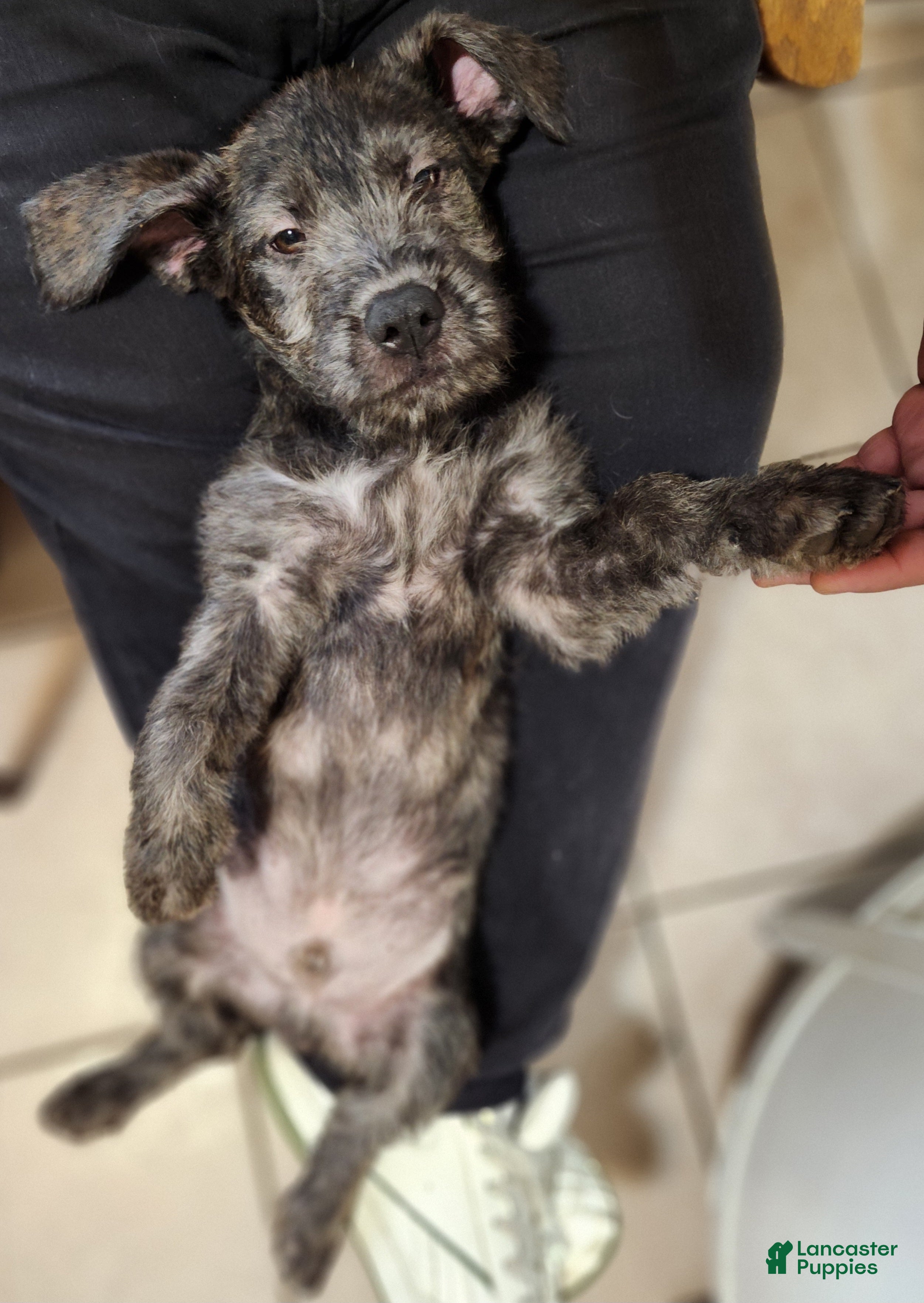 Mixed Breed dogs MEREL - Ad 23