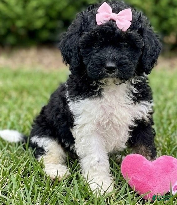 Cockapoo dogs for sale: Cockapoo 3 - Ad 1