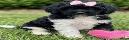 Cockapoo dogs for sale: Cockapoo 3 - Ad 1