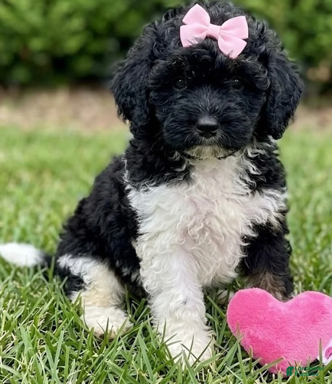 Cockapoo dogs for sale: Cockapoo 3 - Ad 1