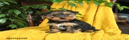 Yorkshire Terrier dogs for sale: Nemo - Ad 2