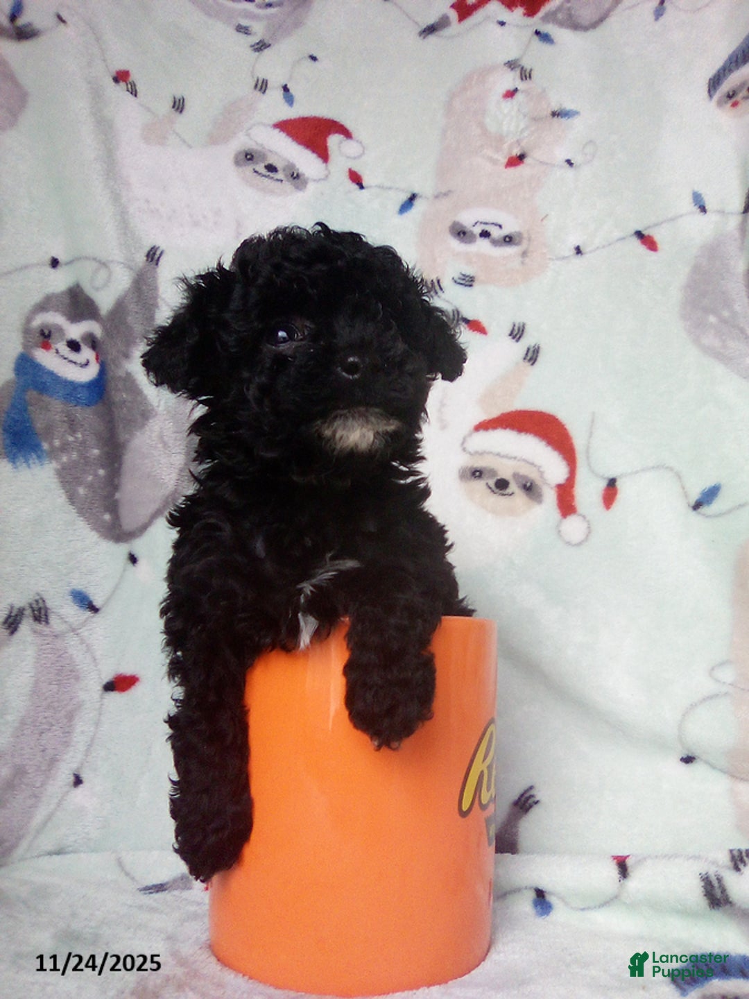 Toy Poodle dogs for sale: Rachel - Ad 1