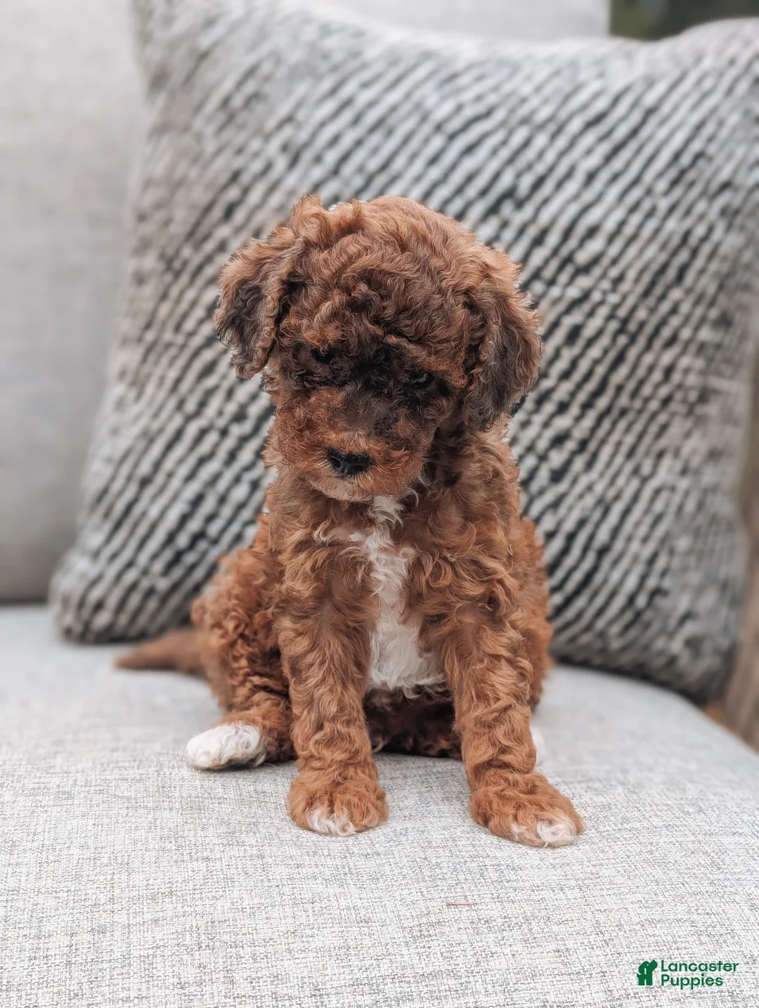 Toy Poodle dogs for sale: Parker - Ad 2