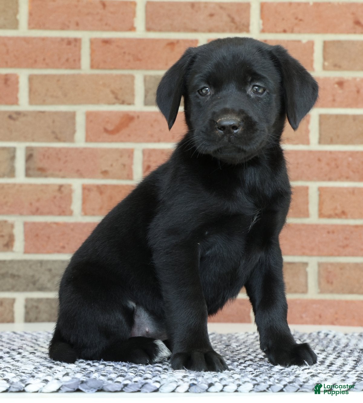 Labrador Retriever dogs Bonnie - Ad 1