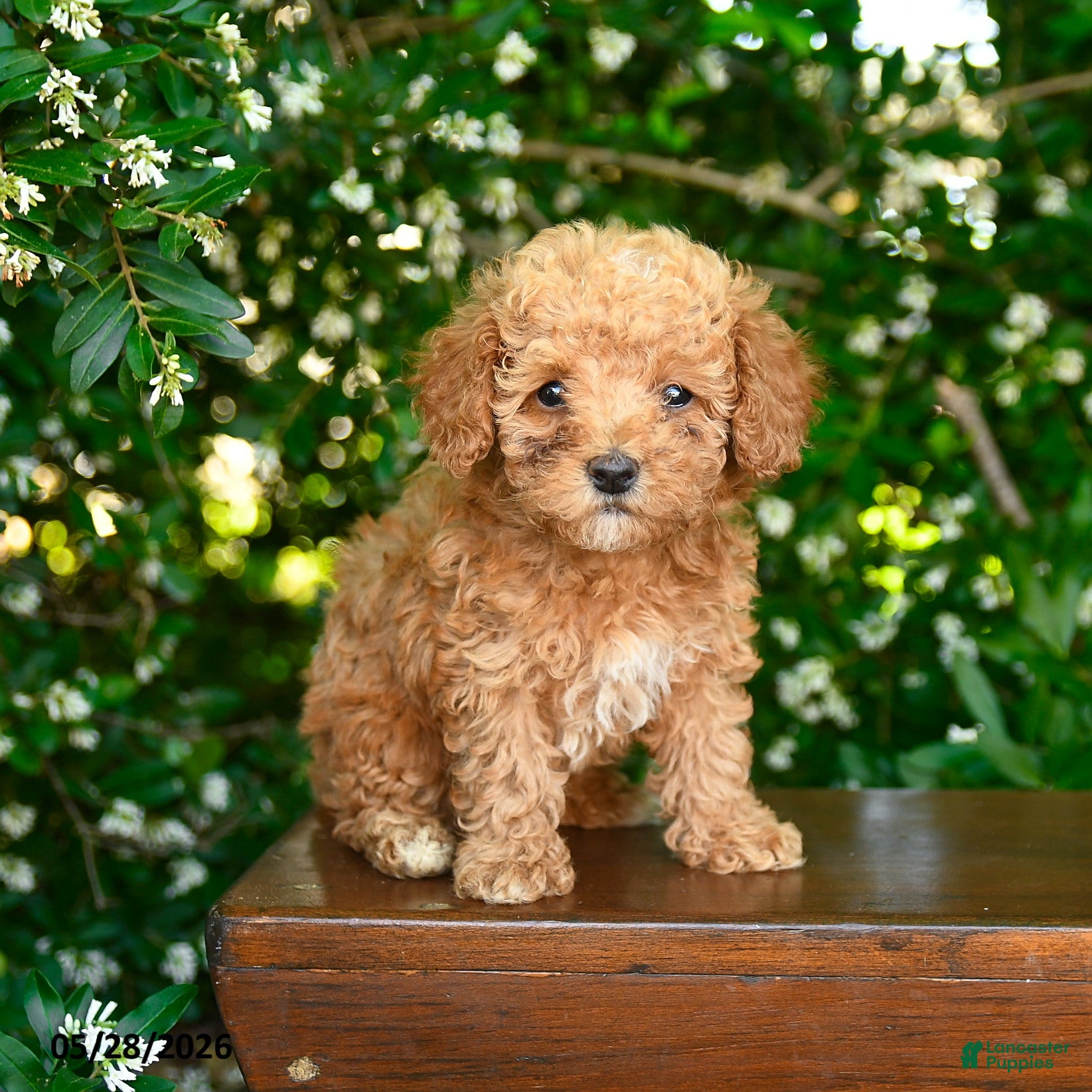 Toy Poodle dogs Selene - Ad 2