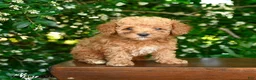 Toy Poodle dogs for sale: Selene - Ad 2