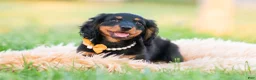 Miniature Dachshund dogs for sale: Domino - Ad 6