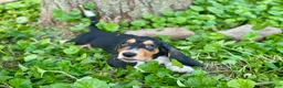 Basset Hound dogs for sale: Avery  - Ad 8