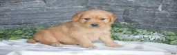 Golden Retriever dogs for sale: Bailey - Ad 1