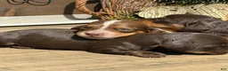 Miniature Dachshund dogs for sale: The Painted Prodigy - Ad 14