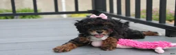 Miniature Poodle dogs for sale: Athena  - Ad 6
