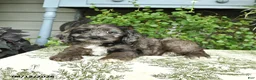 Cockapoo dogs for sale: Beauty - Ad 3