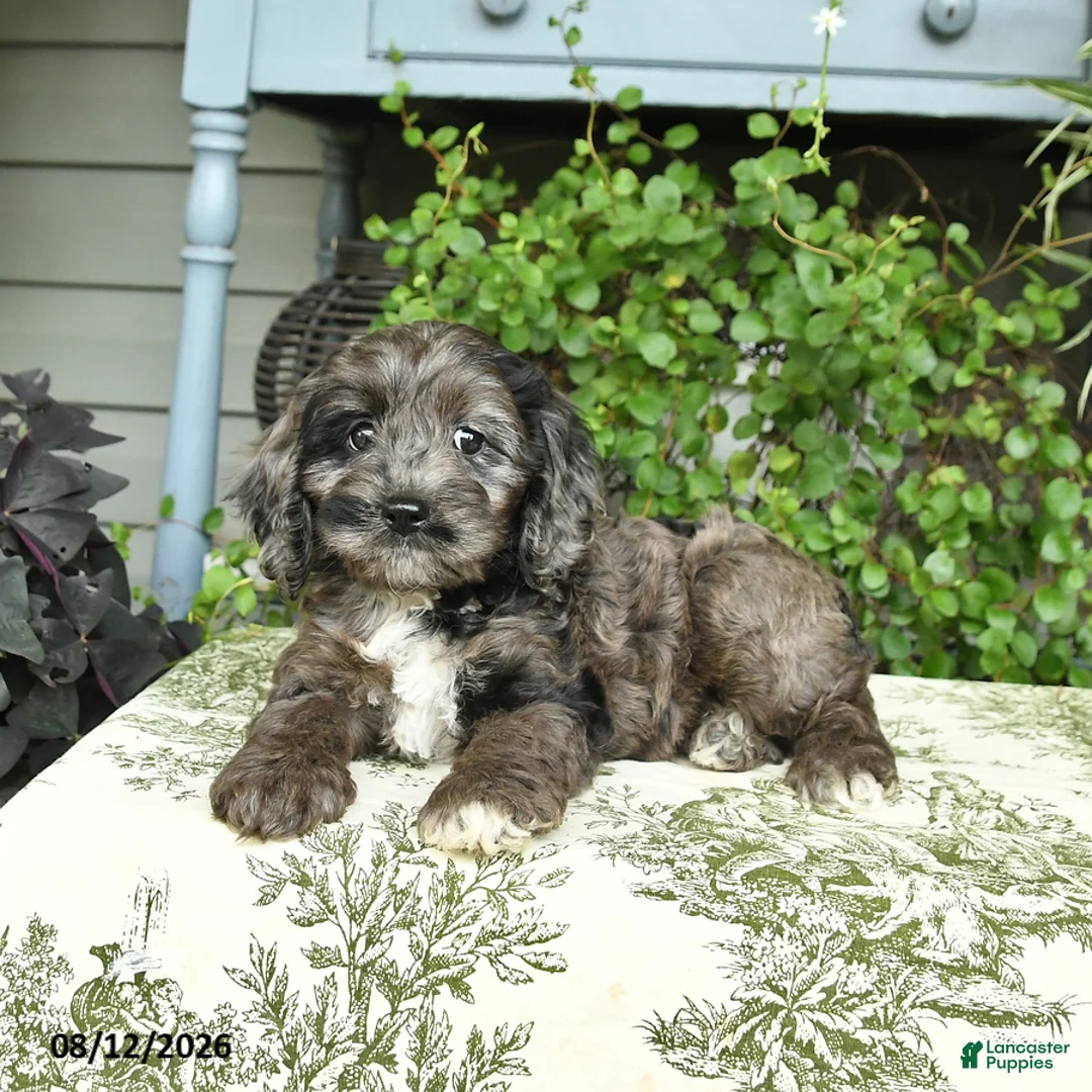 Cockapoo dogs for sale: Beauty - Ad 3