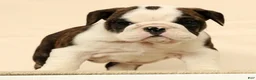 English Bulldog dogs for sale: Petunia - Ad 3