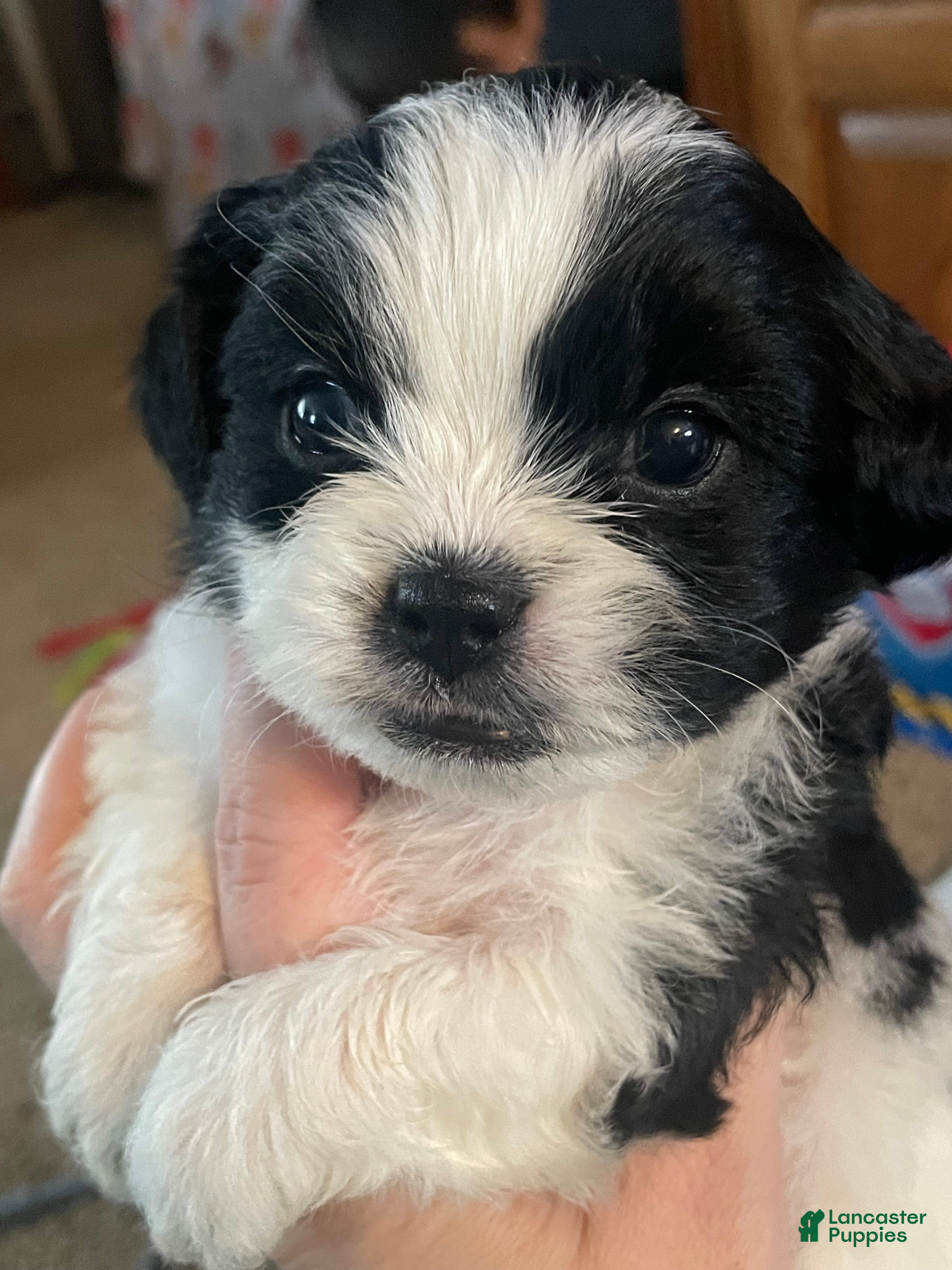 Mixed Breed dogs Cocoa - Ad 41