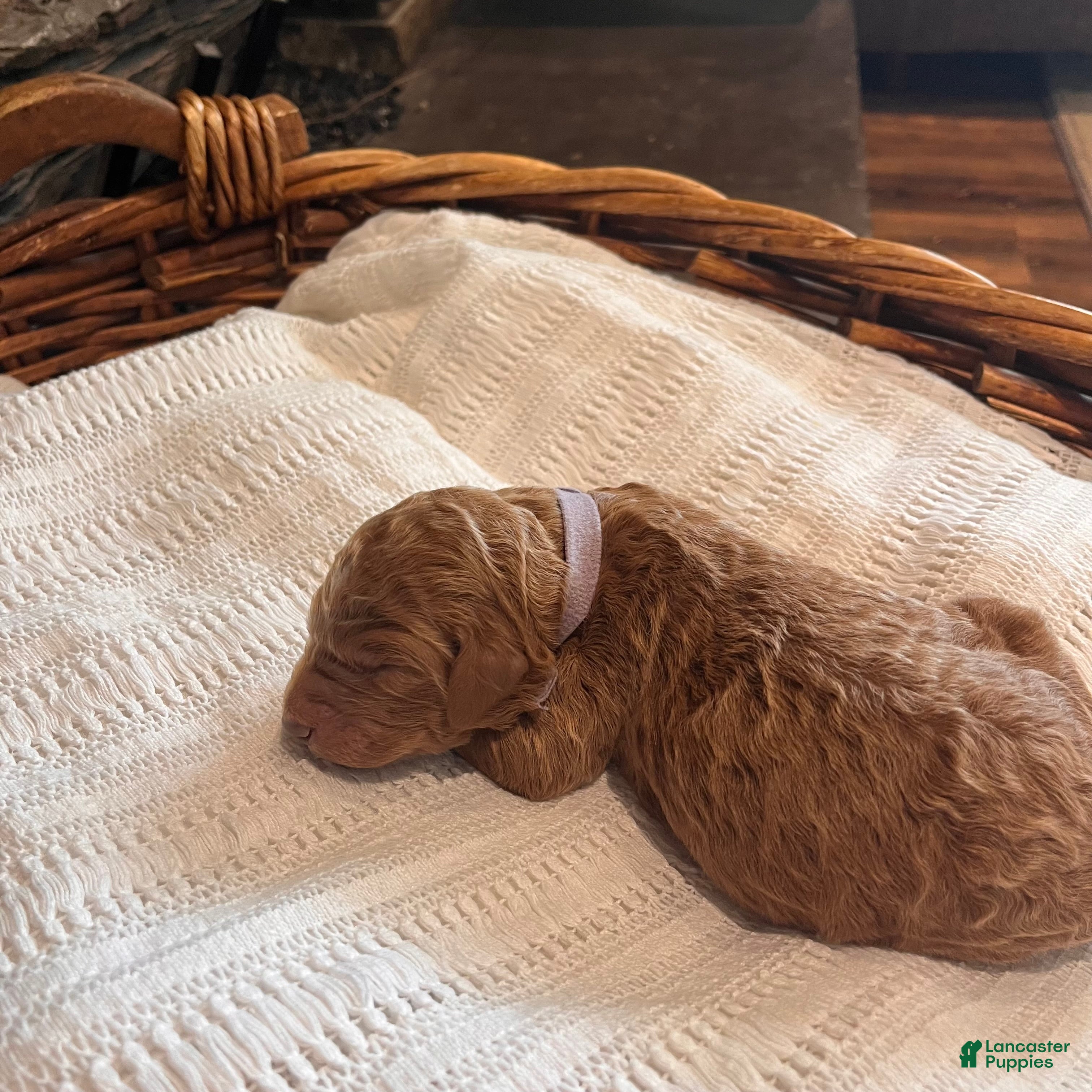 Irish Doodle dogs Light Purple Collar - “Holly” - Ad 1