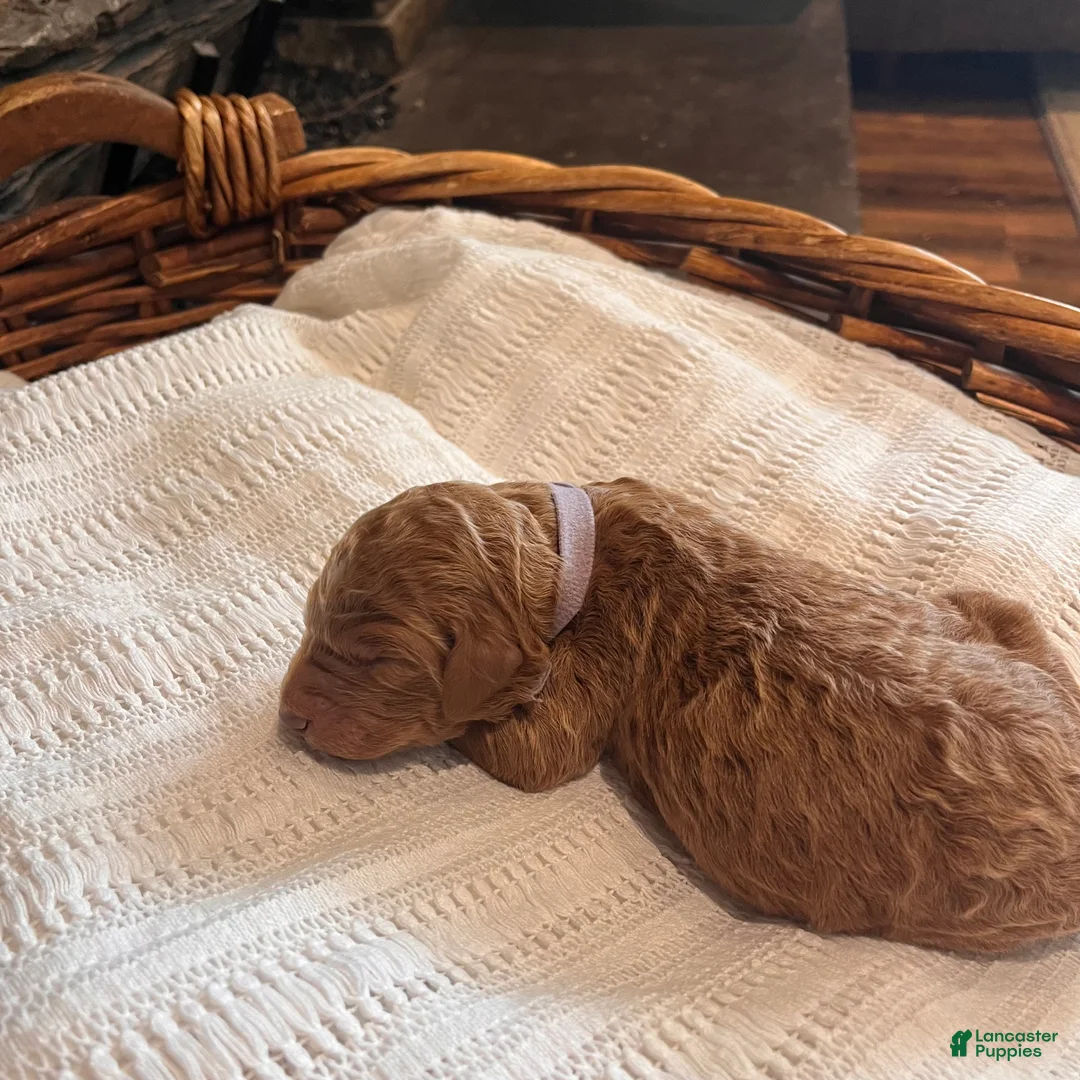 Irish Doodle dogs for sale: Light Purple Collar - “Holly” - Ad 1