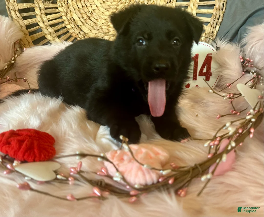 German Shepherd dogs for sale: Violet  - Ad 12