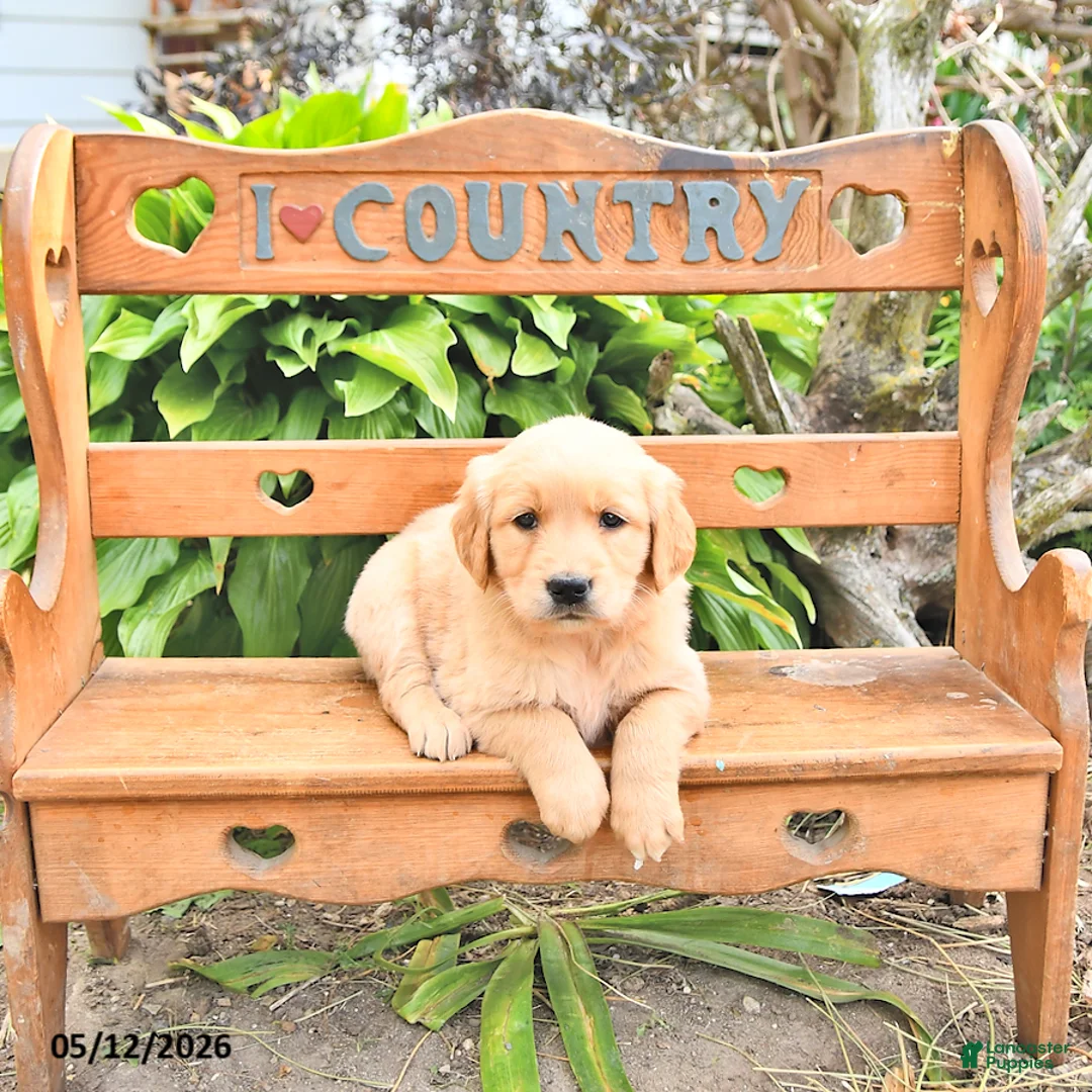 Golden Retriever dogs for sale: Blessing - Ad 1