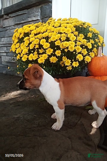 Jack Russell Terrier dogs Roscoe - Ad 2