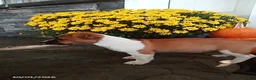 Jack Russell Terrier dogs for sale: Roscoe - Ad 2