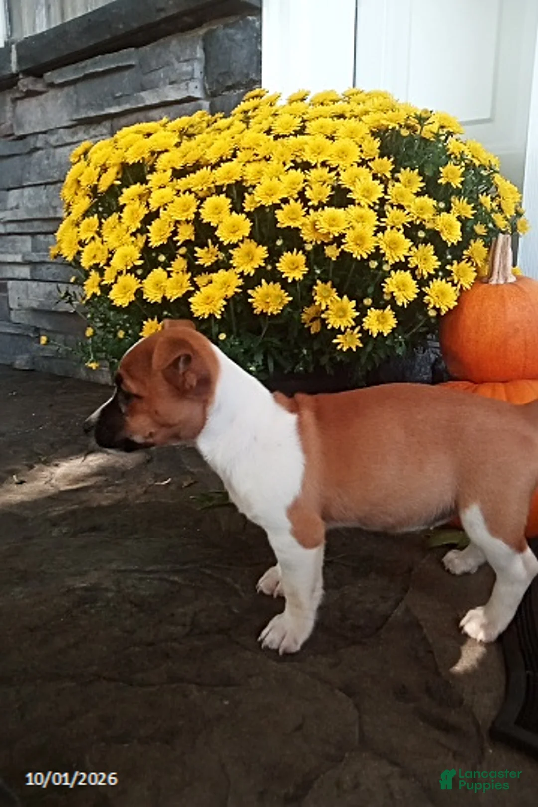 Jack Russell Terrier dogs for sale: Roscoe - Ad 2