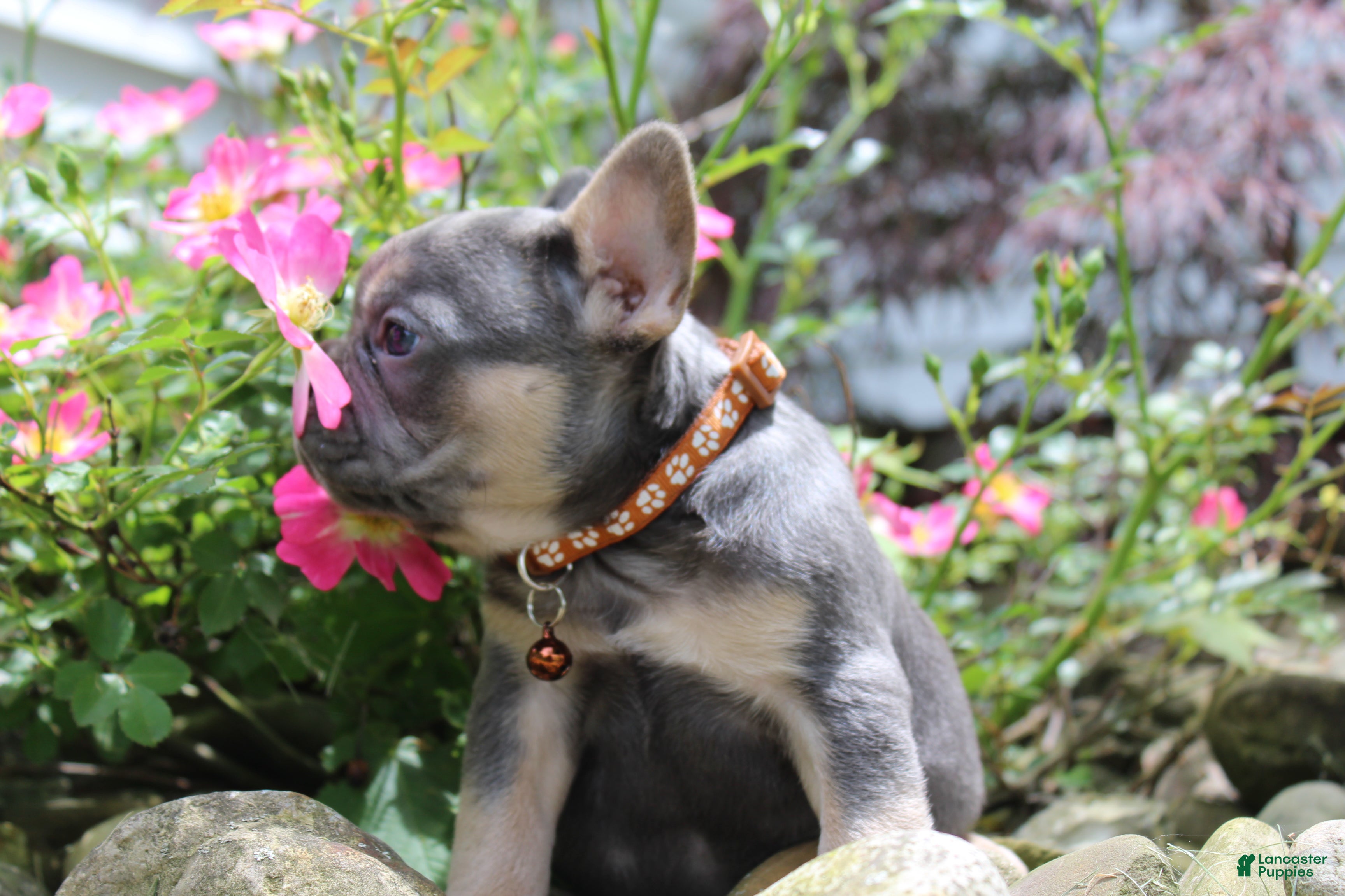 French Bulldog dogs for sale: AKC Jack - Ad 4
