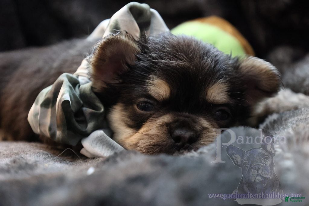 French Bulldog dogs Fable - Ad 1