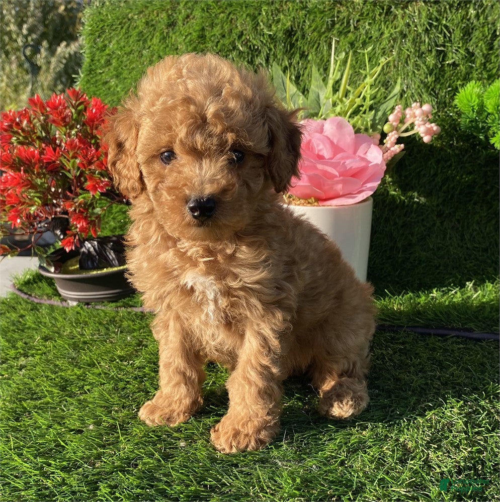Toy Poodle dogs Toy Poodle Puppy 1 - Ad 15