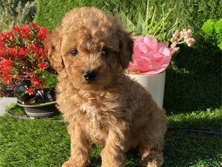 Toy Poodle dogs Toy Poodle Puppy 1 - Ad 29