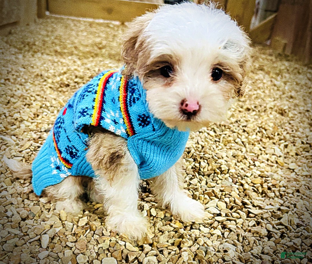 Havapoo dogs for sale: Whisper - Ad 5