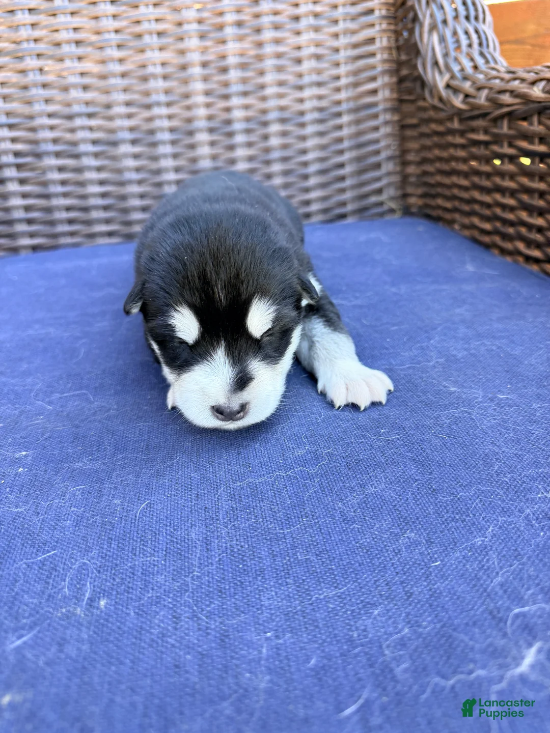 Alaskan Malamute dogs for sale: Alaskan Malamute Puppy 7 - Ad 4